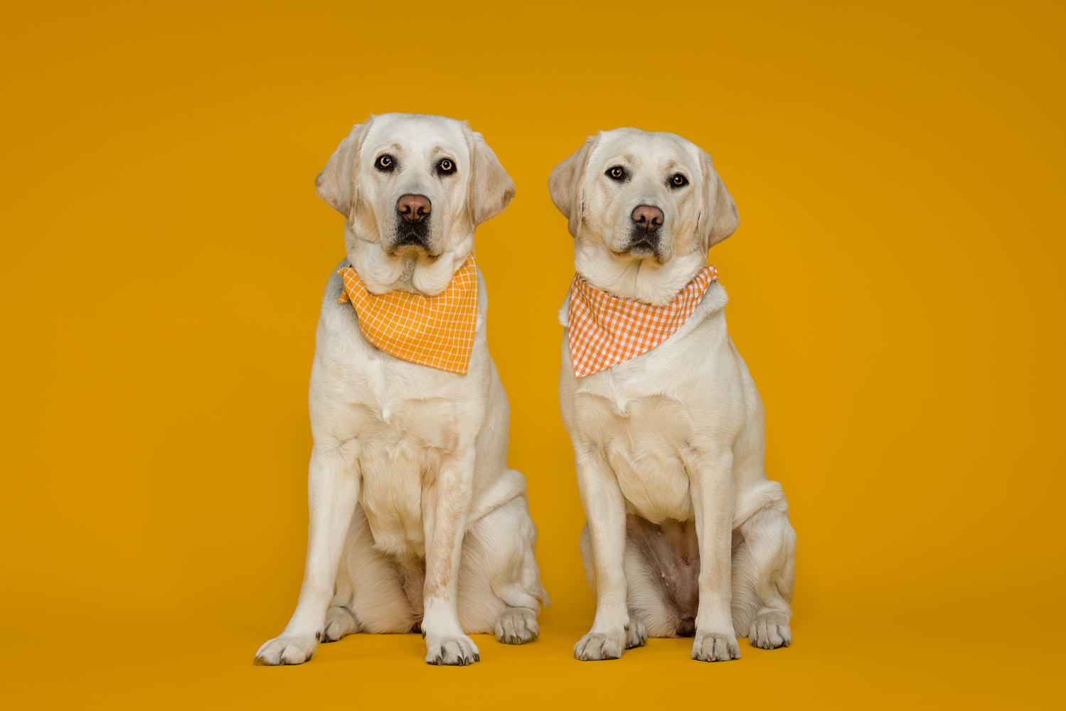 Blonde labradors Wonka en Whoops poseren voor een gele achtergrond. Ze zitten rechtop en hebben beiden een sjaaltje om hun nek